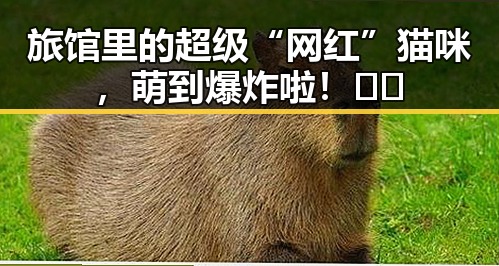 旅馆里的超级“网红”猫咪，萌到爆炸啦！🐱✨