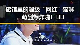旅馆里的超级“网红”猫咪,萌到爆炸啦!🐱✨