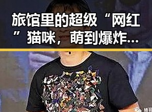 旅馆里的超级“网红”猫咪,萌到爆炸啦!🐱✨